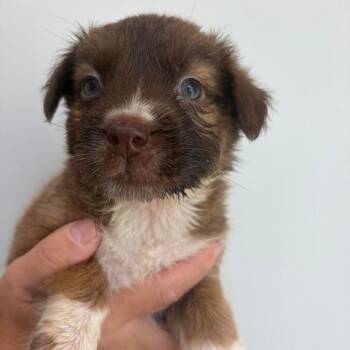Girl 1 -  Cattle Dog and Mixed Breed Dog for Adoption in Fairfax Station, Virginia - Girl 1 | PetCurious