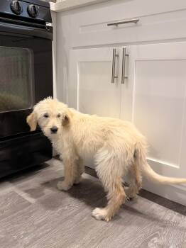 Goldendoodle Dogs Available for Adoption in Torrance, California - Dolly | PetCurious