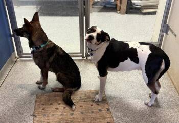 Weave -  German Shepherd Dog and Terrier Dog for Adoption in Bartlesville, Oklahoma - Weave | PetCurious