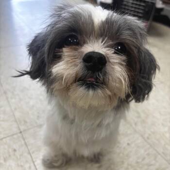 Chloe -  Shih Tzu Dog for Adoption in Hudson, Illinois - Chloe | PetCurious