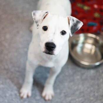 Red Pepper Sam -  English Bulldog and Mixed Breed Dog for Adoption in Atlanta, Georgia - Red Pepper Sam | PetCurious
