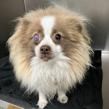 Pooferanian -  Pomeranian Dog for Adoption in Grand Rapids, Michigan - Pooferanian | PetCurious