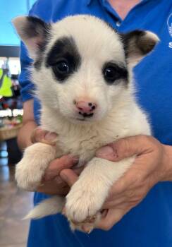Australian Shepherd Dogs Available for Adoption in Cottonwood, Arizona - Dialga | PetCurious