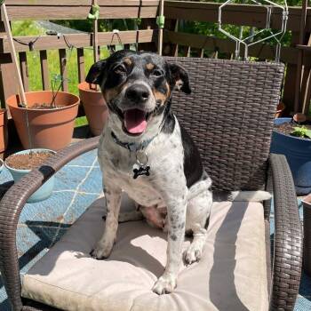 Jack Russell Terrier and Coonhound Dogs Available for Adoption - Nina | PetCurious