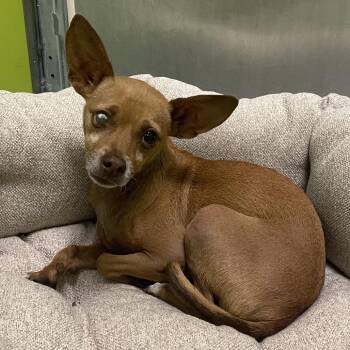 Otto Cloud - Stray Hold Up 8/24 -  Chihuahua Dog for Adoption in Spokane, Washington - Otto Cloud - Stray Hold Up 8/24 | PetCurious