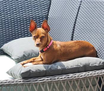Reeses -  Chihuahua Dog for Adoption in Houston, Texas - Reeses | PetCurious
