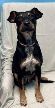 Rescue Manchester Terrier and Australian Cattle Dog Blue Heeler Dogs for Adoption in Walker, Louisiana - Ella | PetCurious
