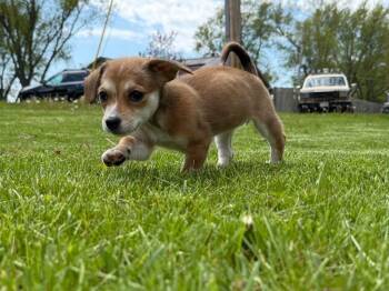 Chihuahua and Terrier Dogs Available for Adoption in Bristol, Wisconsin - Koko | PetCurious