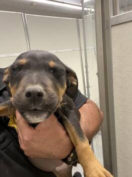 Pit Bull Terrier Dogs Available for Adoption - Banana | PetCurious