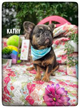 French Bulldog Dogs Available for Adoption in Sebring, Florida - Kathy | PetCurious