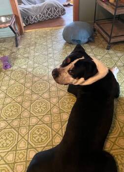 American Bulldog Dogs Available for Adoption - Dan (DCAS) FOSTER/FOREVER HOME NEEDED | PetCurious