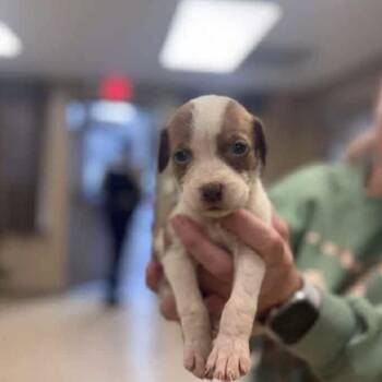 Rescue Mixed Breed Dogs for Adoption - Violet | PetCurious