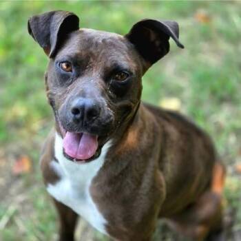 Indie -  Mixed Breed Dog for Adoption in Madison, Wisconsin - Indie | PetCurious