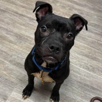 Kabuki -  Boxer Dog for Adoption in Minneapolis, Minnesota - Kabuki | PetCurious