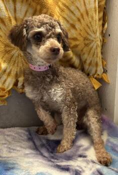 Poodle Dogs Available for Adoption in Pacolet, South Carolina - Mulan Mar 26 | PetCurious