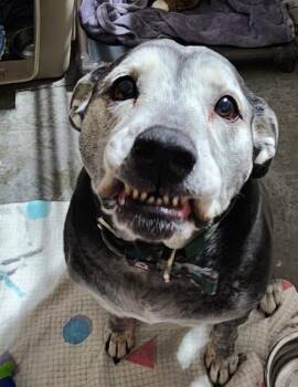 Rosie -  Labrador Retriever and Boxer Dog for Adoption in Billings, Montana - Rosie | PetCurious