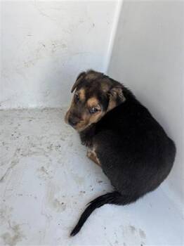 Rescue German Shepherd Dog Dogs for Adoption in Houston, Texas - A645372 | PetCurious