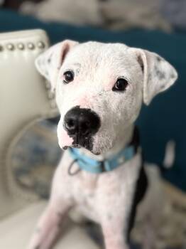 Rescue Mixed Breed Dogs for Adoption in Spring, Texas - Chance | PetCurious