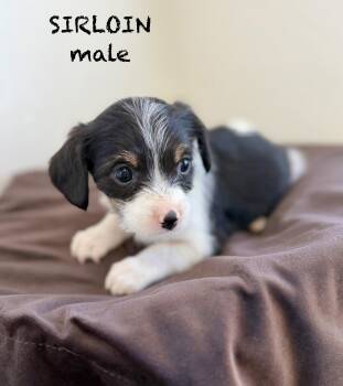 Serloin -  Terrier Dog for Adoption in Sonora, California - Serloin | PetCurious