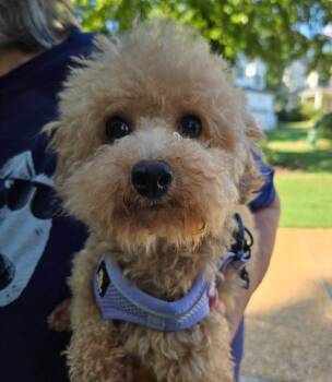 Lark -  Miniature Poodle Dog for Adoption in Williamsburg, Virginia - Lark | PetCurious