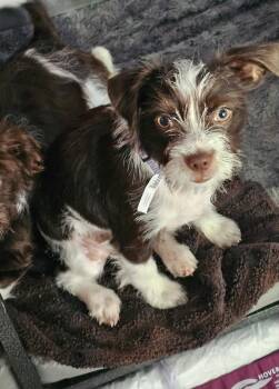 Humphrey -  Poodle Dog for Adoption in De Pere, Wisconsin - Humphrey | PetCurious