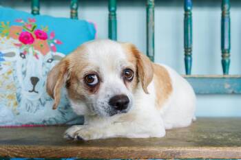 Pug Dogs Available for Adoption in San Antonio, Texas - Piñata | PetCurious