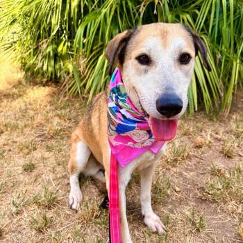 Shytown -  Anatolian Shepherd and Hound Dog for Adoption in Austin, Texas - Shytown | PetCurious