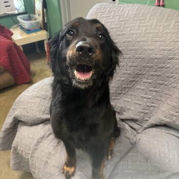 Rowdy -  Setter Dog for Adoption in Seneca, Pennsylvania - Rowdy | PetCurious