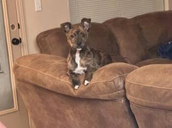 Touka -  Mixed Breed Dog for Adoption in El Paso, Texas - Touka | PetCurious