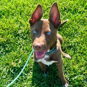 Ducky -  Belgian Shepherd Malinois and Border Collie Dog for Adoption in Mead, Colorado - Ducky | PetCurious