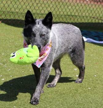 Australian Cattle Dog Blue Heeler Dogs Available for Adoption - Gnocci Athens | PetCurious