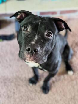 Rescue Pit Bull Terrier and Black Labrador Retriever Dogs for Adoption in Minneapolis, Minnesota - Declan | PetCurious