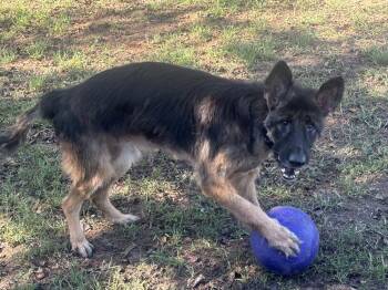 Caesar -  German Shepherd Dog Dog for Adoption in Dacula, Georgia - Caesar | PetCurious