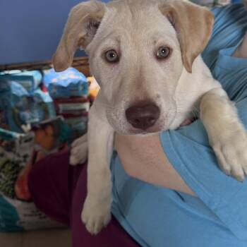 Mixed Breed Dogs Available for Adoption - Robbie Grace | PetCurious