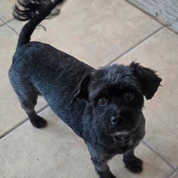 Hella -  Miniature Schnauzer and Miniature Poodle Dog for Adoption in Marana, Arizona - Hella | PetCurious