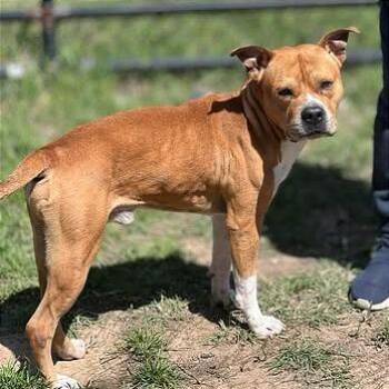 Pit Bull Terrier Dogs Available for Adoption in Brock, Texas - Dorito | PetCurious