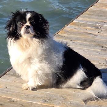 Koibito -  Japanese Chin Dog for Adoption in Toronto, Ontario - Koibito | PetCurious