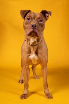 Tres Leches -  Pit Bull Terrier and Mixed Breed Dog for Adoption in Atlanta, Georgia - Tres Leches | PetCurious