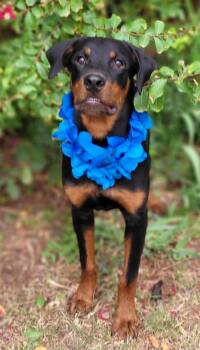 Wyatt -  Rottweiler Dog for Adoption in Vernon, Texas - Wyatt | PetCurious