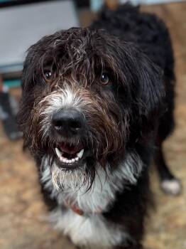 Jay -  Mixed Breed Dog for Adoption in Brunswick, Maine - Jay | PetCurious