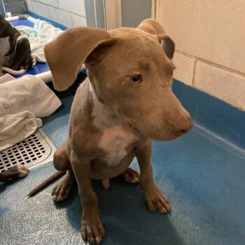 Rescue Mixed Breed Dogs for Adoption in Dallas, Texas - NACHO | PetCurious