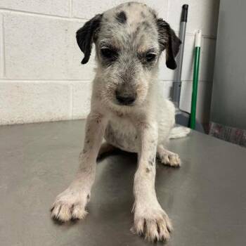 Acadia Maine C627 -  Terrier Dog for Adoption in Allen, Texas - Acadia Maine C627 | PetCurious