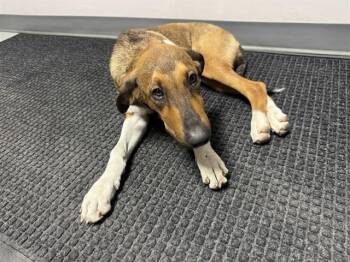 BULLSEYE -  Belgian Shepherd Malinois and Collie Dog for Adoption in Rowlett, Texas - BULLSEYE | PetCurious