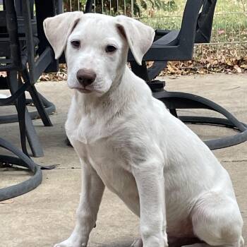 Rescue Labrador Retriever and Pointer Dogs for Adoption in Trenton, New Jersey - Micky | PetCurious
