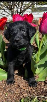 Labrador Retriever and Poodle Dogs Available for Adoption in Newaygo, Michigan - GEORGE | PetCurious