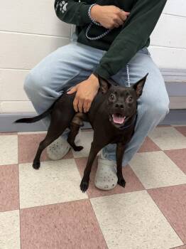 Adrian -  Chihuahua and Mixed Breed Dog for Adoption in Ontario, California - Adrian | PetCurious
