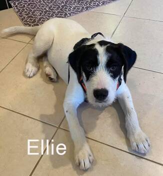 Great Pyrenees Dogs Available for Adoption in Avondale, Pennsylvania - Ellie | PetCurious