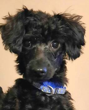 Rescue Poodle Dogs for Adoption in Mcdonough, Georgia - Wynter | PetCurious