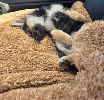 Orion -  German Shepherd Dog Dog for Adoption in Seattle, Washington - Orion | PetCurious