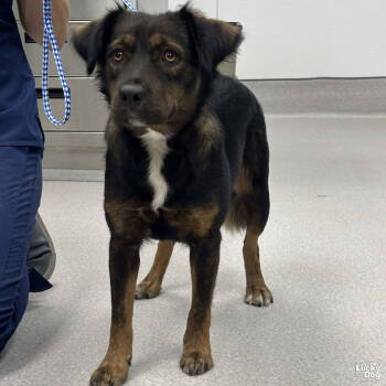 Rescue Shetland Sheepdog Sheltie and Retriever Dogs for Adoption in Washington, District Of Columbia - Sarah Sanderson | PetCurious